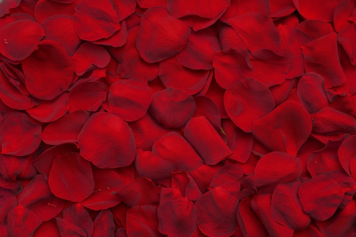 Scented Rose Petals